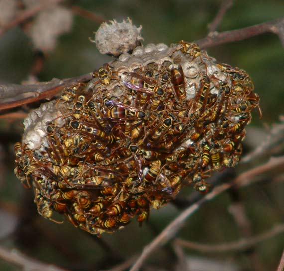 Les risques encourus des nids de guêpes ou de frelons près de Fillinges